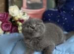 Boris - Scottish Fold Cat For Sale - Los Angeles&comma; CA&comma; US