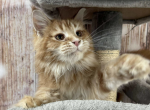 Caramelka - Maine Coon Cat For Sale - Brighton&comma; CO&comma; US