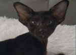 Melanyia - Oriental Cat For Sale - Brighton&comma; CO&comma; US