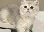 Damian - Scottish Fold Cat For Sale - Brighton&comma; CO&comma; US