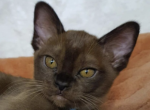 Robert - Burmese Cat For Sale - Brighton&comma; CO&comma; US