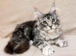 Monika silver marble classic tabby Maine Coon - Maine Coon Cat For Sale - CA&comma; US