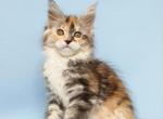 Azalea - Maine Coon Cat For Sale - Miami&comma; FL&comma; US