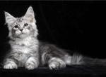 Balamut - Maine Coon Cat For Sale - Miami&comma; FL&comma; US