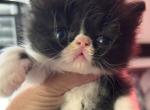 Black and white bicolor - Persian Kitten For Sale - Clay&comma; PA&comma; US