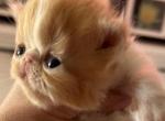 Red and white bicolor - Persian Kitten For Sale - 