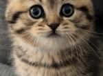 Fluff ball - Scottish Straight Kitten For Sale - Palatine&comma; IL&comma; US