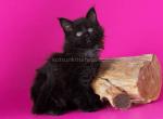 Eran black solid large baby boy Maine Coon - Maine Coon Kitten For Sale - CA&comma; US