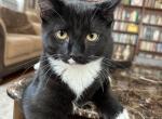 Pepper - American Shorthair Cat For Adoption - West Springfield&comma; MA&comma; US