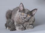 Djebel blue solid large baby girl Maine Coon - Maine Coon Cat For Sale - CA&comma; US