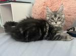 Purebred Maine Coon kitten Codiak - Maine Coon Cat For Sale - St&period; Louis&comma; MO&comma; US