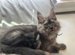 Purebred Maine Coon kitten Caspian - Maine Coon Cat For Sale - St&period; Louis&comma; MO&comma; US