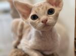 Garfield - Devon Rex Kitten For Sale - Philadelphia&comma; PA&comma; US
