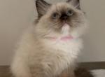 Rosie - Ragdoll Cat For Sale - Monroe&comma; NC&comma; US