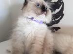 Daisy - Ragdoll Cat For Sale - Monroe&comma; NC&comma; US