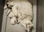 Scottish fold & straight kittens - Scottish Fold Kitten For Sale - Miami&comma; FL&comma; US