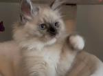 Jasper - Ragdoll Cat For Sale - Monroe&comma; NC&comma; US