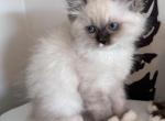 Theo - Ragdoll Cat For Sale - Monroe&comma; NC&comma; US