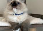 Zeke - Ragdoll Cat For Sale - Monroe&comma; NC&comma; US