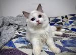 Gladys - Ragdoll Cat For Sale - Tuscaloosa&comma; AL&comma; US