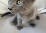Gray Kittens for Sale - American Shorthair Cat For Sale - Agawam&comma; MA&comma; US