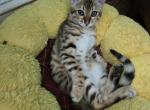 July 4th kitten - Bengal Cat For Sale - VA&comma; US