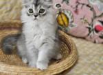 Loki - Persian Cat For Sale - Grand Rapids&comma; MI&comma; US