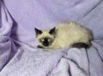 Balinese Siamese 1 Male - Siamese Cat For Sale - NY&comma; US