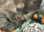 Female blue cream - Maine Coon Kitten For Sale - Doniphan&comma; MO&comma; US