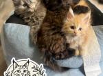 Male Red - Maine Coon Kitten For Sale - Doniphan&comma; MO&comma; US