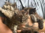Dutchess Female black smoke - Maine Coon Kitten For Sale - Doniphan&comma; MO&comma; US