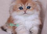 Kiki - British Shorthair Kitten For Sale - Pembroke Pines&comma; FL&comma; US