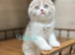 Funtik - Scottish Fold Cat For Sale - Hollywood&comma; FL&comma; US