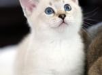 Simon - Munchkin Cat For Sale - Park City&comma; KS&comma; US
