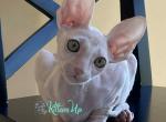 Say Moor - Cornish Rex Cat For Sale - Miami&comma; FL&comma; US