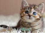 Zelda - Minskin Cat For Sale - Miami&comma; FL&comma; US
