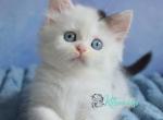 Tutsy - Minskin Cat For Sale - Miami&comma; FL&comma; US