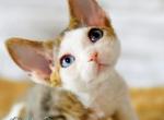 Bruno - Devon Rex Cat For Sale - Norwalk&comma; CT&comma; US