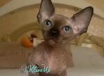 Dandy - Bambino Cat For Sale - Norwalk&comma; CT&comma; US