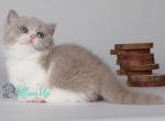 Ylva - Munchkin Cat For Sale - Pembroke Pines&comma; FL&comma; US