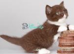 Yolani - Munchkin Cat For Sale - Pembroke Pines&comma; FL&comma; US