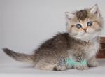 Wicket - Munchkin Cat For Sale - Pembroke Pines&comma; FL&comma; US