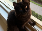 Bagira - Scottish Fold Cat For Sale - Brooklyn&comma; NY&comma; US