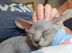 Coral - Sphynx Cat For Sale - Rockford&comma; IL&comma; US