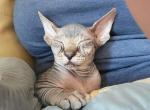 Lily - Sphynx Cat For Sale - Rockford&comma; IL&comma; US