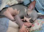 Dylan - Sphynx Cat For Sale - Rockford&comma; IL&comma; US