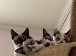 Snowshoe - Snowshoe Kitten For Sale - Adams&comma; WI&comma; US