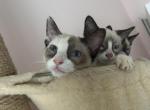Snowshoe - Snowshoe Kitten For Sale - Adams&comma; WI&comma; US