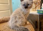 Balinese snowshoe - Balinese Kitten For Sale - Adams&comma; WI&comma; US