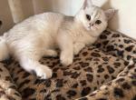 Tika - British Shorthair Cat For Sale - Brooklyn&comma; NY&comma; US